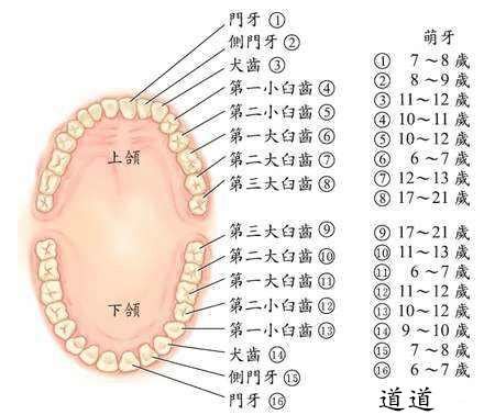 牙齒總數|人類牙齒